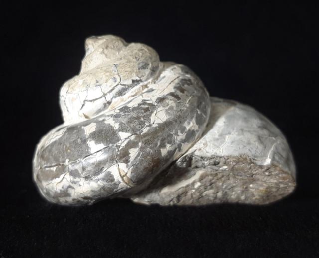 Pleurotomaria cf. actinomorphala EUDES-DESLONG-CHAMPS 1849 - Bild © FossNet FossilienStore